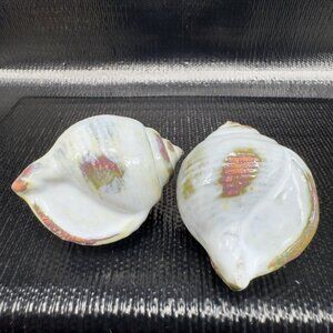 Hand Made Card Holder Stoneware Shell Conch Set 2 Decorative Hand Crafted Figure